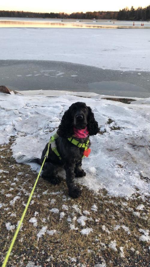 Disa the Cocker Spaniel