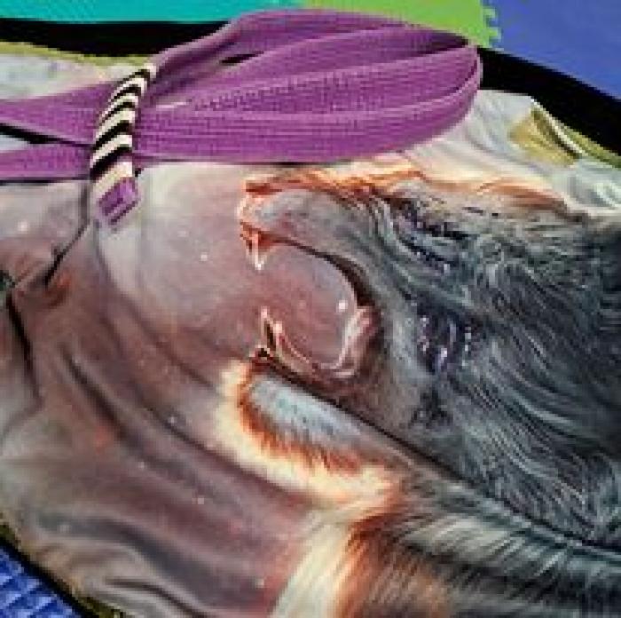 Purple belt · December 20, 2019 · Promoted by Joe Hurst